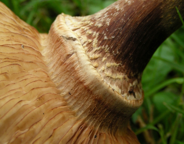 Strana Armillaria
